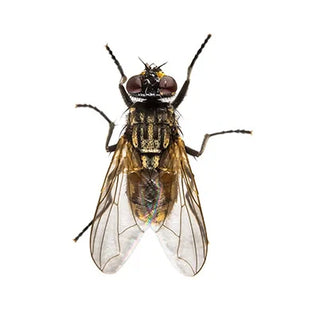Gnats