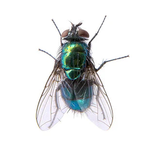 Flies