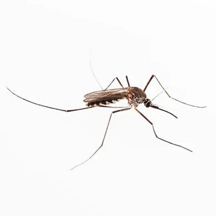 Mosquitoes