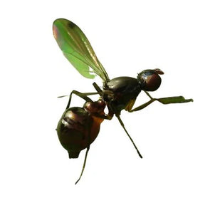 Midges