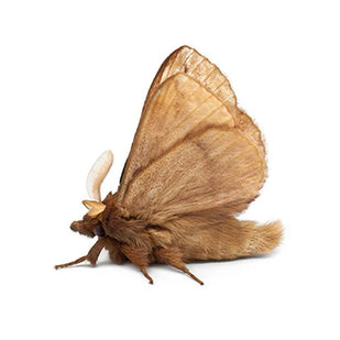 Moths